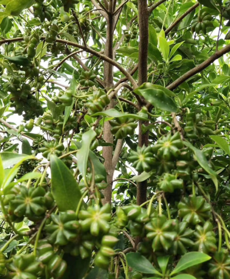 大红八角苗嫁接苗开花结果快营养杯苗带土带叶发货