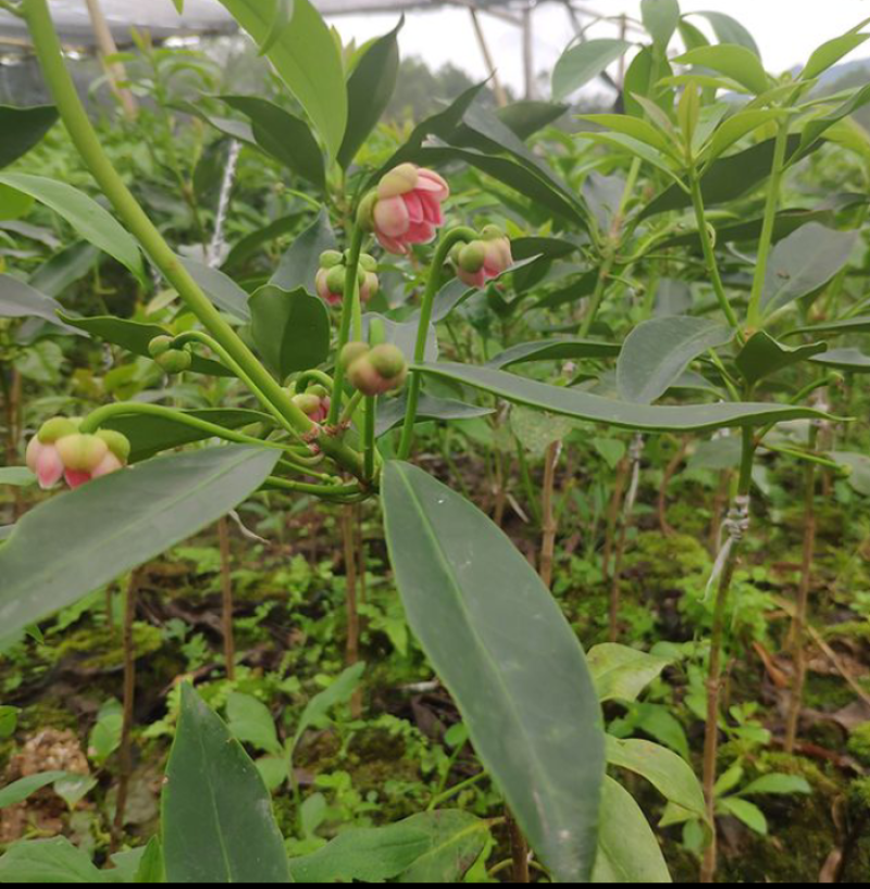 大红八角苗嫁接苗开花结果快营养杯苗带土带叶发货