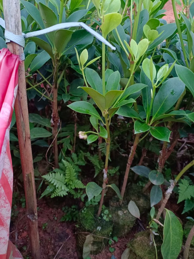 大红八角苗嫁接苗开花结果快营养杯苗带土带叶发货