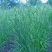 优质牧草种籽冰草种子别名野麦子扁穗冰草羽状小麦草多年生