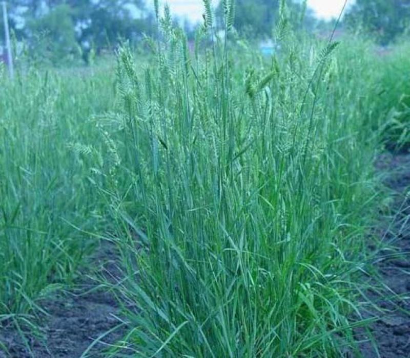 优质牧草种籽冰草种子别名野麦子扁穗冰草羽状小麦草多年生