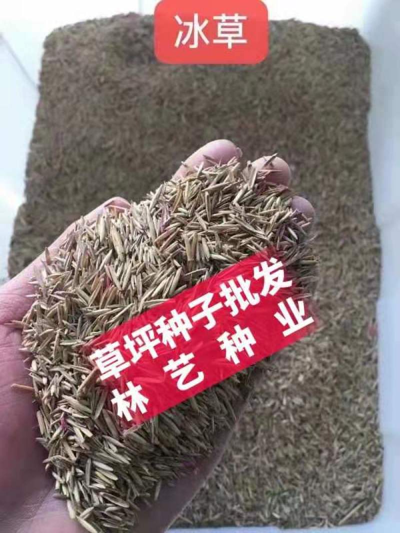 优质牧草种籽冰草种子别名野麦子扁穗冰草羽状小麦草多年生