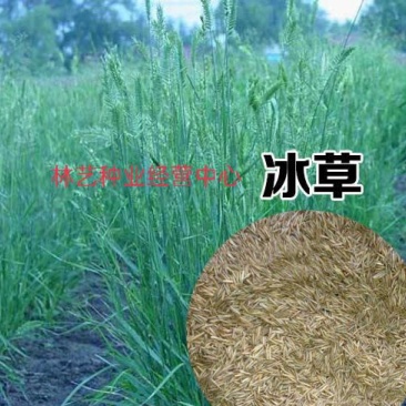 优质牧草种籽冰草种子别名野麦子扁穗冰草羽状小麦草多年生