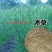 优质牧草种籽冰草种子别名野麦子扁穗冰草羽状小麦草多年生