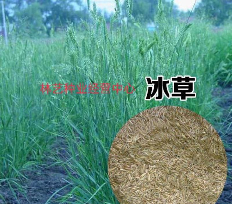 优质牧草种籽冰草种子别名野麦子扁穗冰草羽状小麦草多年生