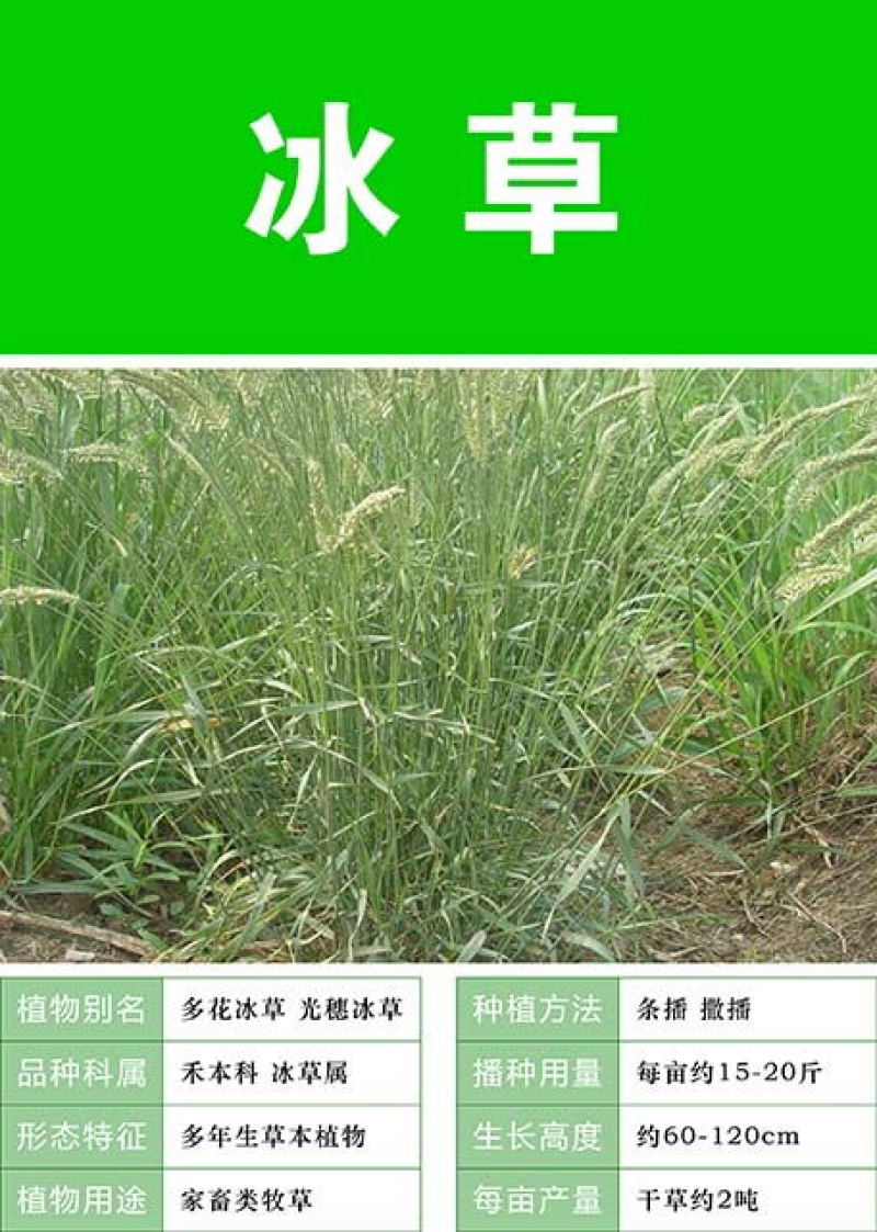 优质牧草种籽冰草种子别名野麦子扁穗冰草羽状小麦草多年生