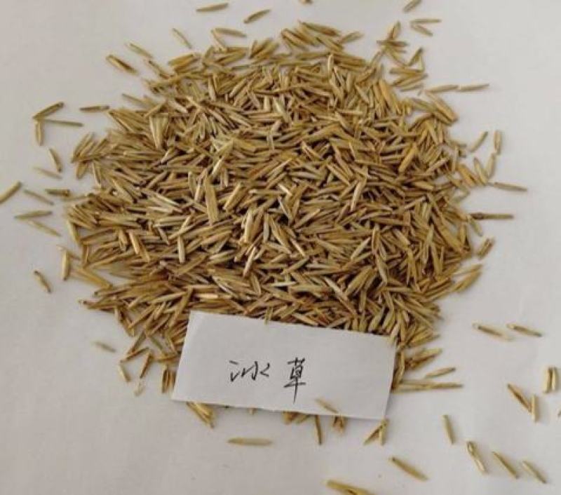优质牧草种籽冰草种子别名野麦子扁穗冰草羽状小麦草多年生
