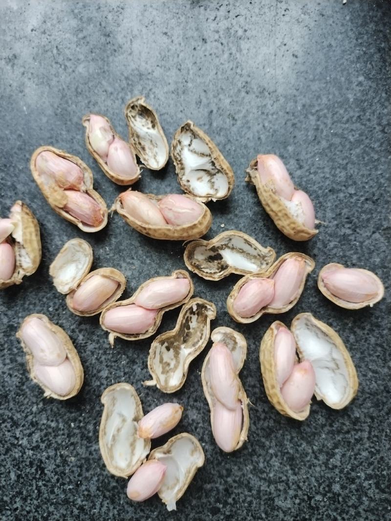 鲜花生四粒红小白沙手摘果人工挑拣万亩货源