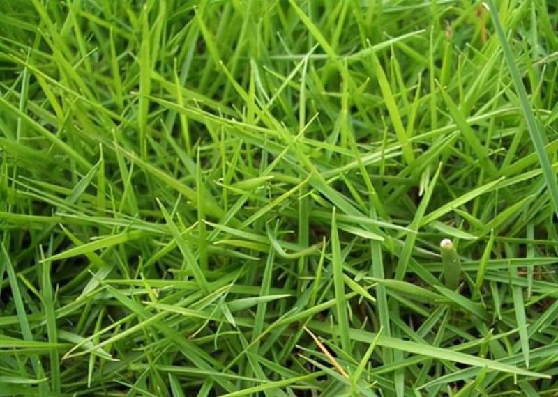 剪股颖草籽种庭院别墅高尔夫球场绿化草籽草坪种子耐寒