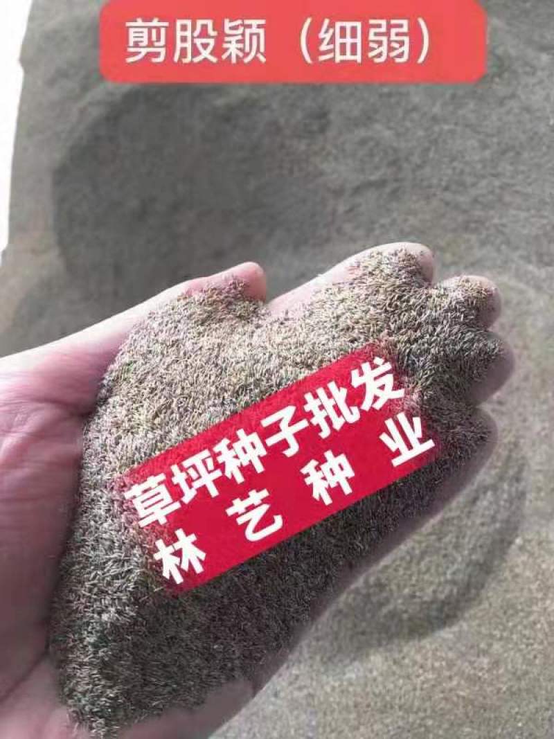 剪股颖草籽种庭院别墅高尔夫球场绿化草籽草坪种子耐寒