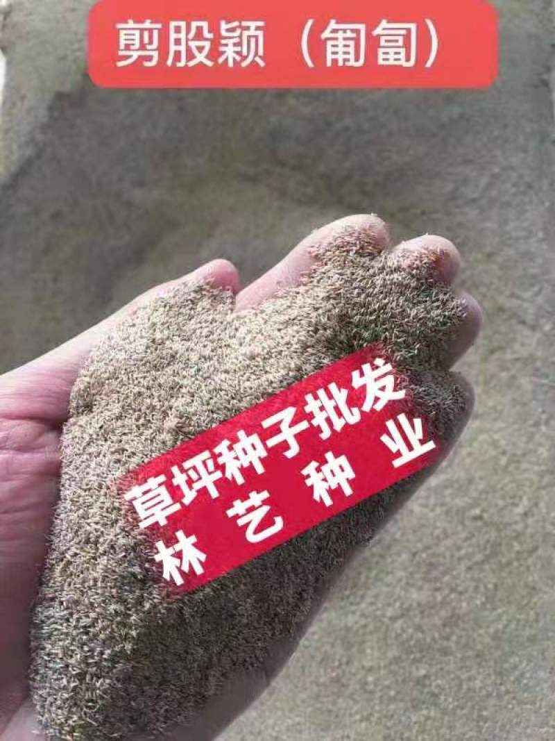 剪股颖草籽种庭院别墅高尔夫球场绿化草籽草坪种子耐寒