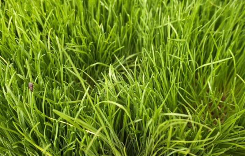 剪股颖草籽种庭院别墅高尔夫球场绿化草籽草坪种子耐寒