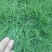 剪股颖草籽种庭院别墅高尔夫球场绿化草籽草坪种子耐寒