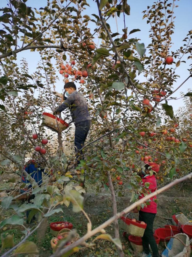 阿克苏冰糖心苹果高次果诚信合作冷库一手货源专业代发代办