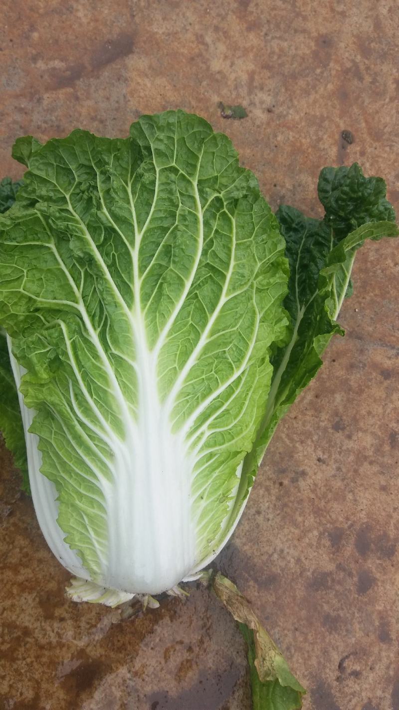 精品白菜产地直销大量供应。