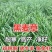 进口多年生黑麦草种子四季高产养殖牛羊鸡鸭猪鱼宽叶耐寒牧草
