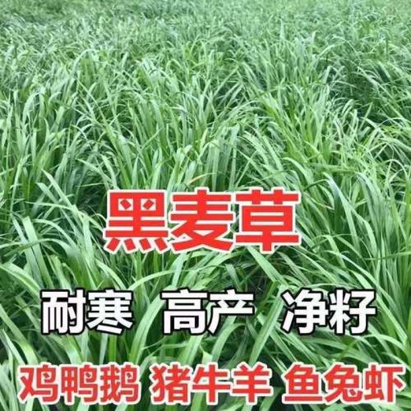 进口多年生黑麦草种子四季高产养殖牛羊鸡鸭猪鱼宽叶耐寒牧草