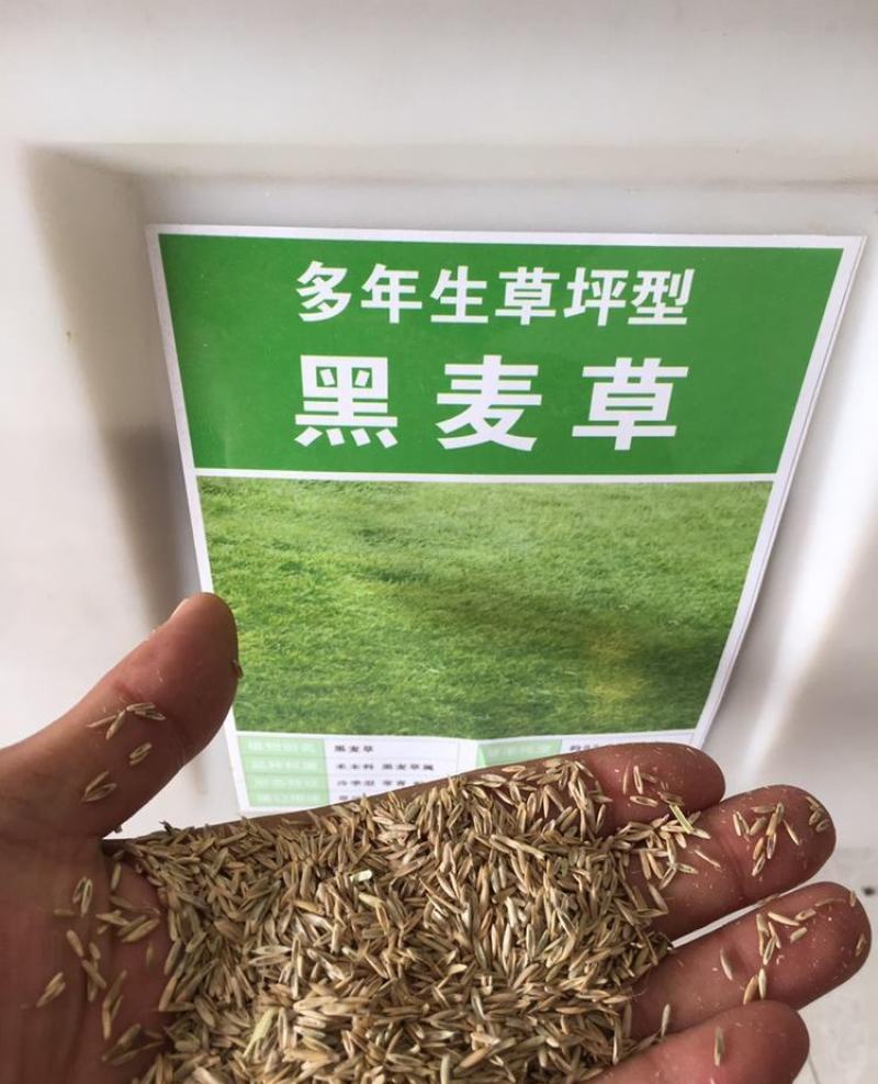 进口多年生黑麦草种子四季高产养殖牛羊鸡鸭猪鱼宽叶耐寒牧草