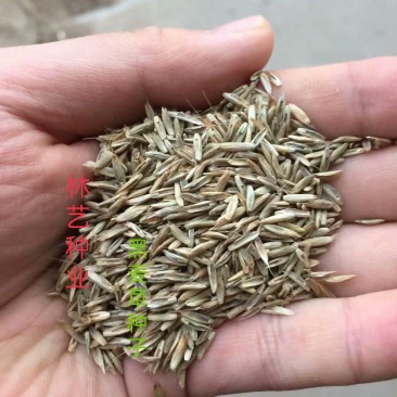 进口多年生黑麦草种子四季高产养殖牛羊鸡鸭猪鱼宽叶耐寒牧草