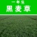 进口多年生黑麦草种子四季高产养殖牛羊鸡鸭猪鱼宽叶耐寒牧草