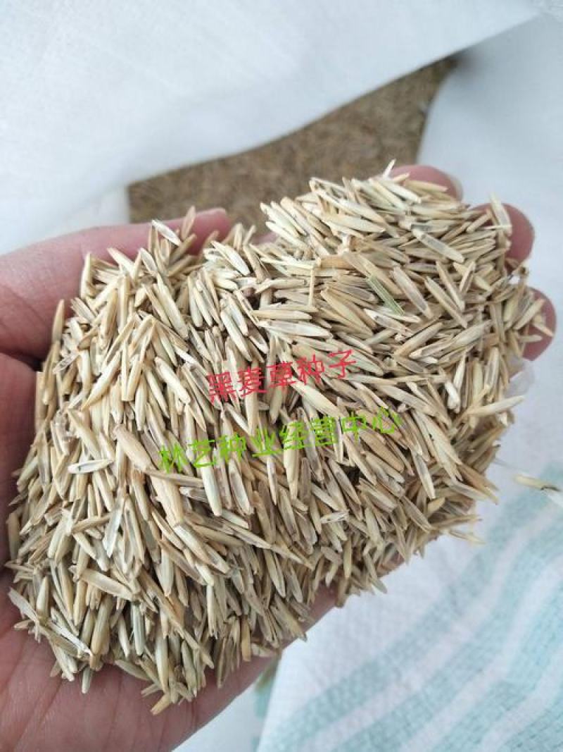 进口多年生黑麦草种子四季高产养殖牛羊鸡鸭猪鱼宽叶耐寒牧草