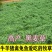 进口多年生黑麦草种子四季高产养殖牛羊鸡鸭猪鱼宽叶耐寒牧草
