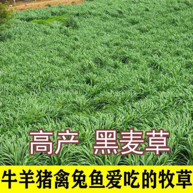 进口多年生黑麦草种子四季高产养殖牛羊鸡鸭猪鱼宽叶耐寒牧草
