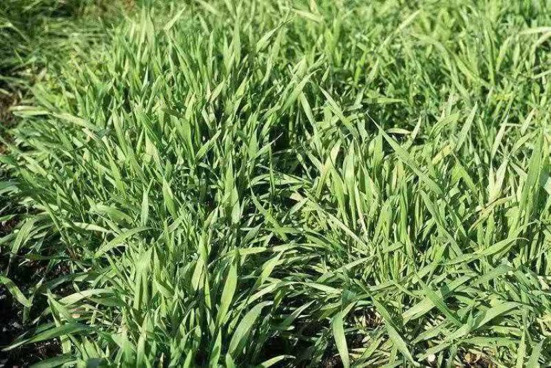 进口多年生黑麦草种子四季高产养殖牛羊鸡鸭猪鱼宽叶耐寒牧草
