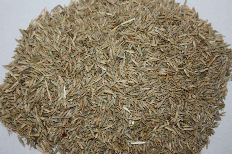 进口多年生黑麦草种子四季高产养殖牛羊鸡鸭猪鱼宽叶耐寒牧草