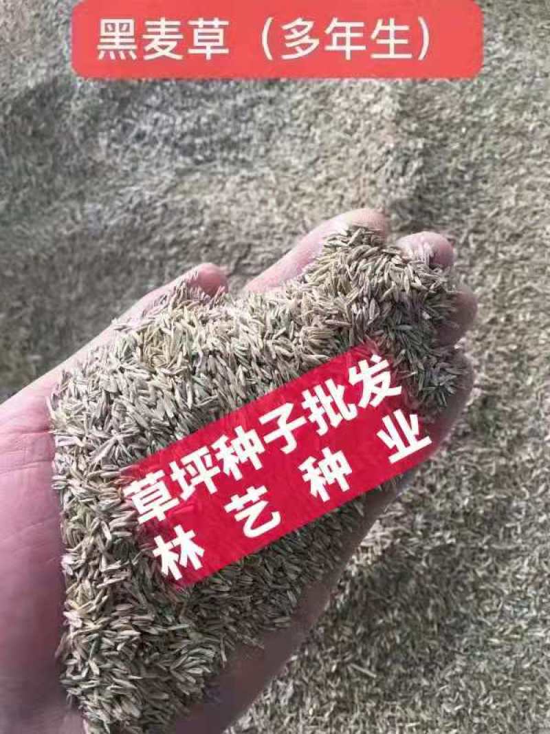 进口多年生黑麦草种子四季高产养殖牛羊鸡鸭猪鱼宽叶耐寒牧草
