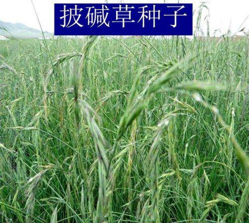 披碱草种子耐寒耐旱耐碱草籽抗风沙牧草种子野麦草山坡草
