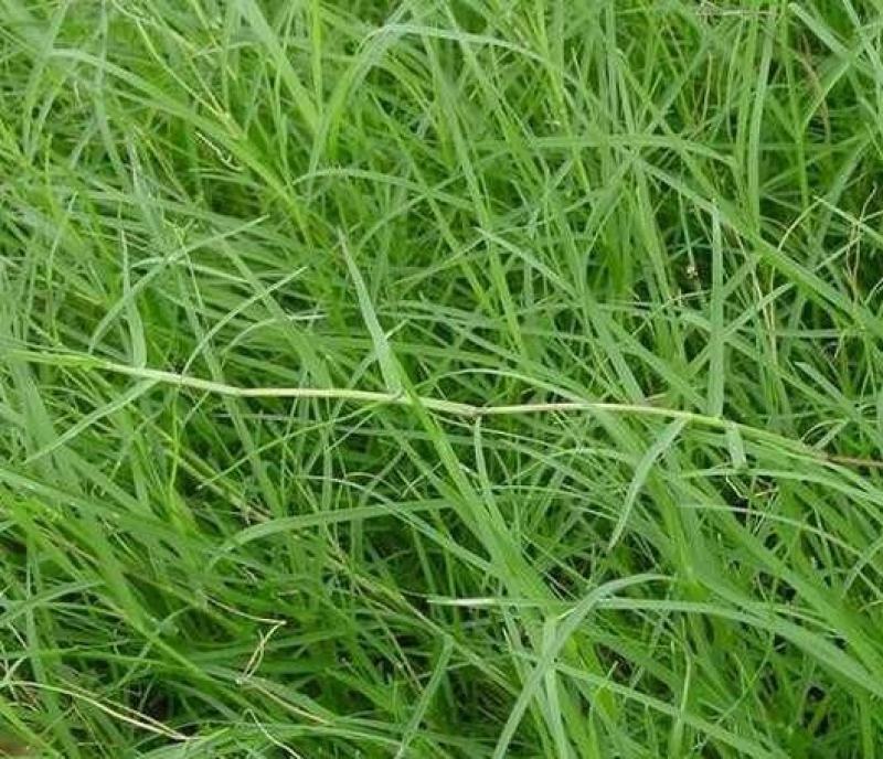 百慕大矮生种子矮生四季青草籽耐旱耐践踏天堂草草坪种子