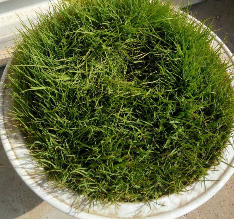 百慕大矮生种子矮生四季青草籽耐旱耐践踏天堂草草坪种子