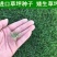 百慕大矮生种子矮生四季青草籽耐旱耐践踏天堂草草坪种子