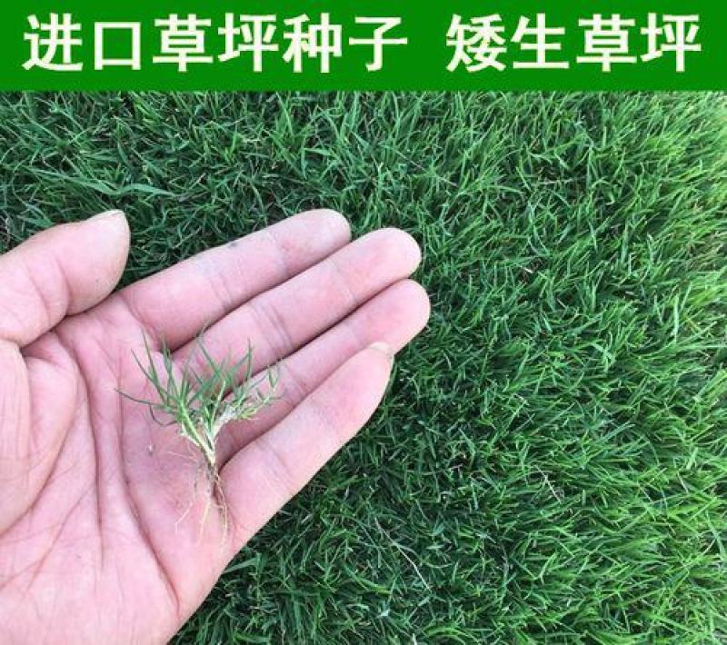 百慕大矮生种子矮生四季青草籽耐旱耐践踏天堂草草坪种子