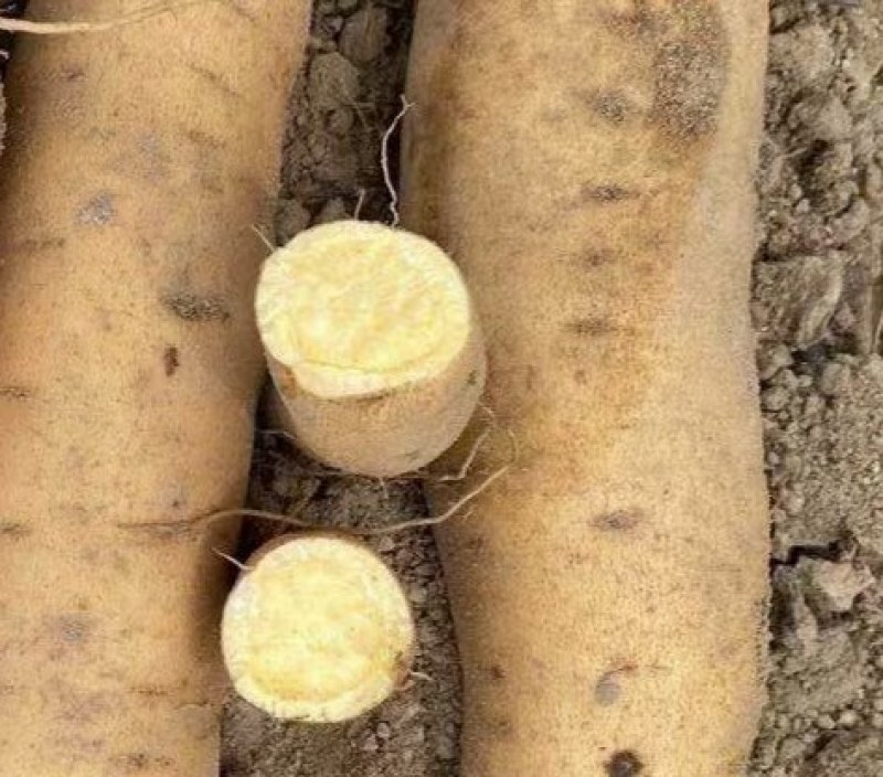 大量供应广东红薯鸡骨香又名普六薯，黄皮关心红薯……………