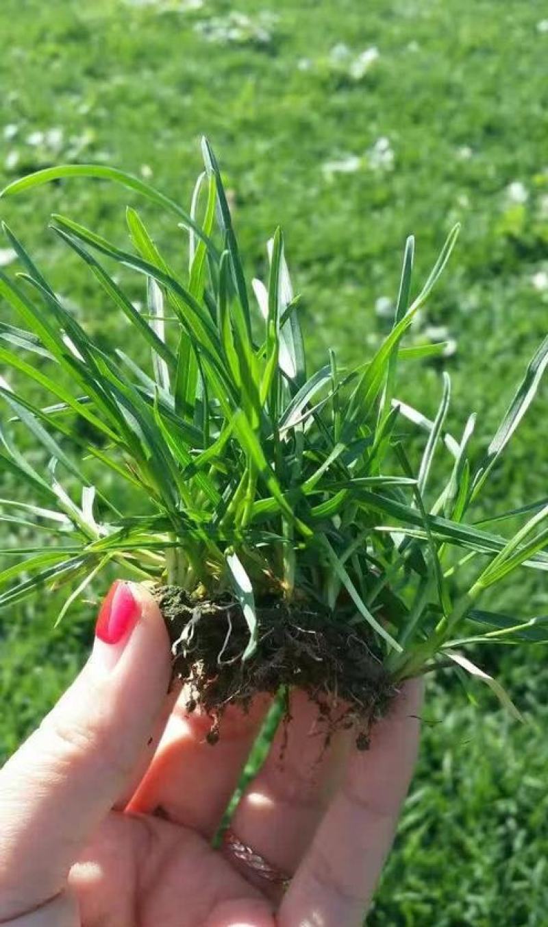 早熟禾种子草坪种子四季青草种庭院绿化草皮草籽低矮