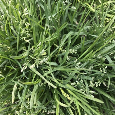 早熟禾种子草坪种子四季青草种庭院绿化草皮草籽低矮