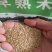 早熟禾种子草坪种子四季青草种庭院绿化草皮草籽低矮