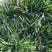 早熟禾种子草坪种子四季青草种庭院绿化草皮草籽低矮