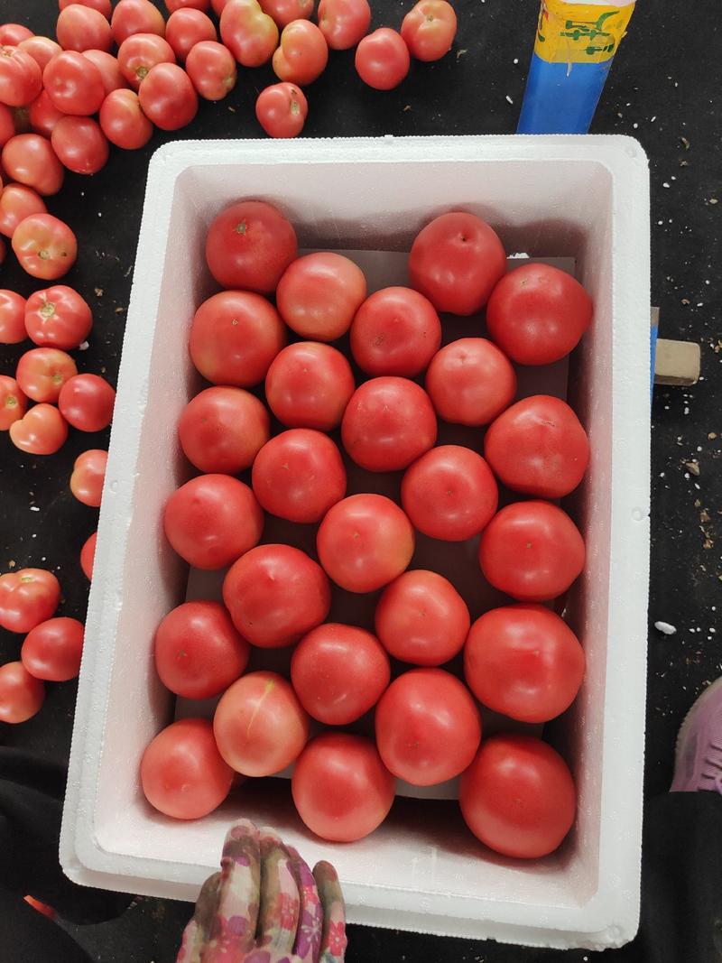 粉红西红柿大量供应西红柿货源充足量大从优诚信经营