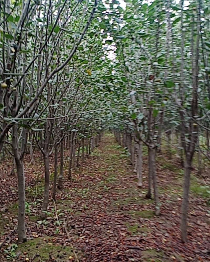 西府海棠,北美海棠,垂丝海棠规格齐全，质量上乘，欢迎选购