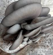 [小黑平菇批发]蘑菇基地新鲜食用菌黑平菇蘑菇产地直销现摘现发价格1.