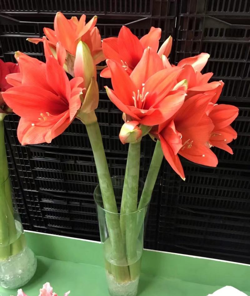 进口荷兰朱顶红多年生球根花卉包对版常年供应