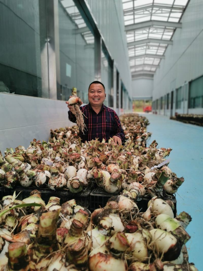 进口荷兰朱顶红多年生球根花卉包对版常年供应