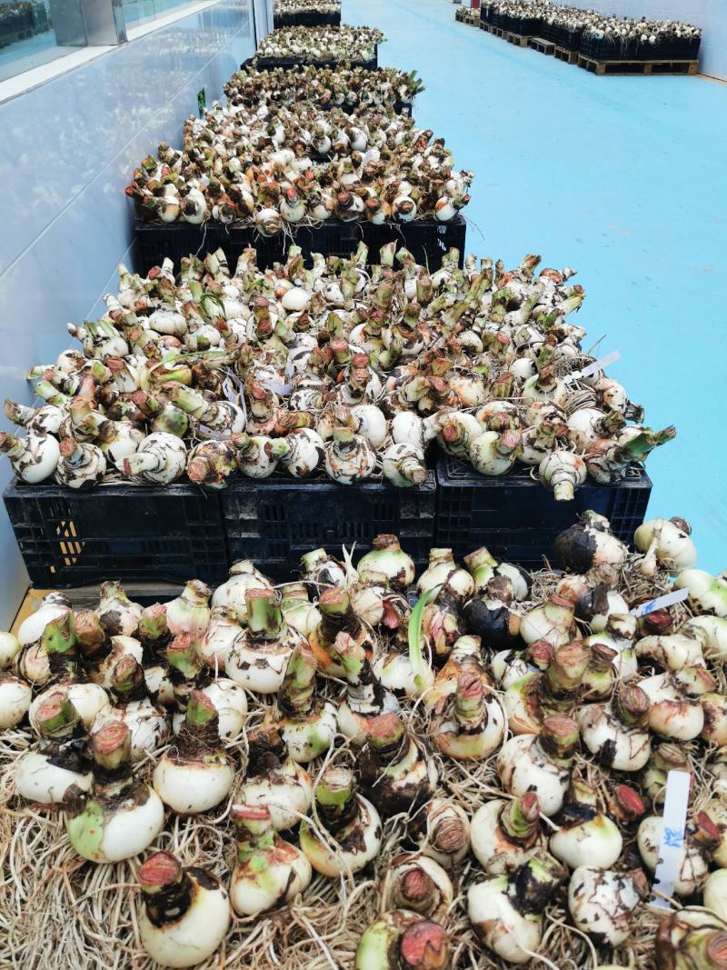 进口荷兰朱顶红多年生球根花卉包对版常年供应