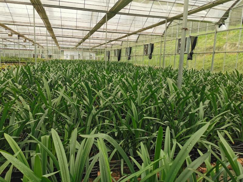 进口荷兰朱顶红多年生球根花卉包对版常年供应