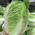 矮颗黄心白菜净菜4斤左右大量上市供应社区团购市场电商