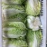 矮颗黄心白菜净菜4斤左右大量上市供应社区团购市场电商