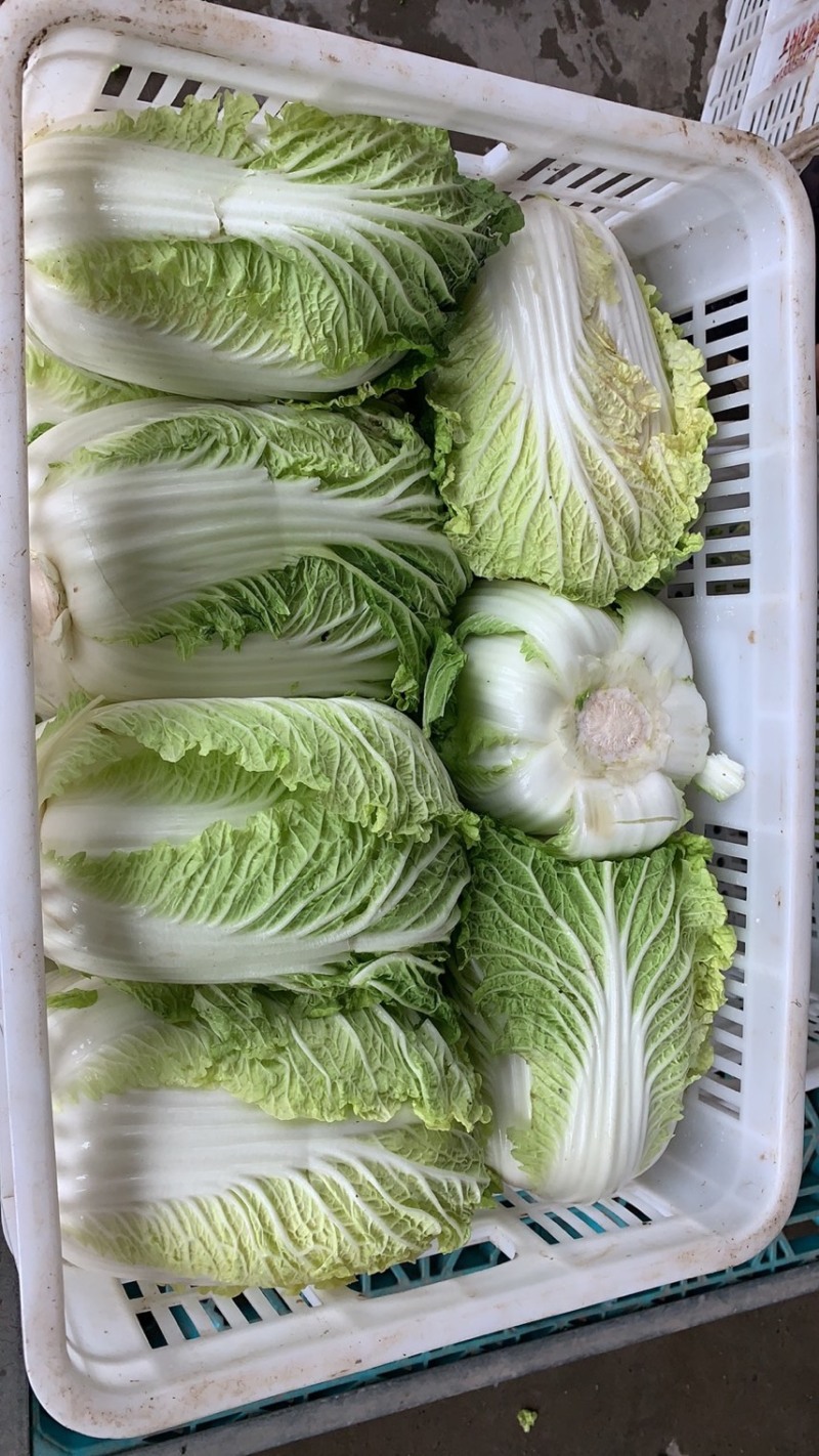 矮颗黄心白菜净菜4斤左右大量上市供应社区团购市场电商